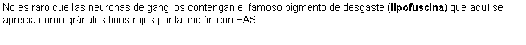 Cuadro de texto: No es raro que las neuronas de ganglios contengan el famoso pigmento de desgaste (lipofuscina) que aqu se aprecia como grnulos finos rojos por la tincin con PAS.