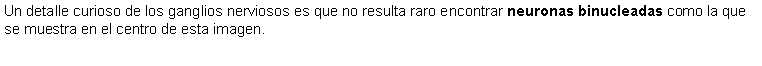 Cuadro de texto: Un detalle curioso de los ganglios nerviosos es que no resulta raro encontrar neuronas binucleadas como la que se muestra en el centro de esta imagen.