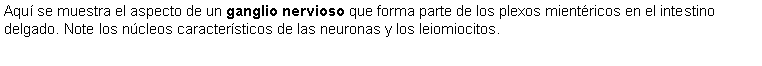 Cuadro de texto: Aqu se muestra el aspecto de un ganglio nervioso que forma parte de los plexos mientricos en el intestino delgado. Note los ncleos caractersticos de las neuronas y los leiomiocitos.
