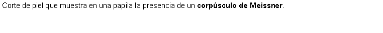 Cuadro de texto: Corte de piel que muestra en una papila la presencia de un corpsculo de Meissner.