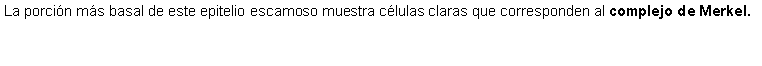 Cuadro de texto: La porcin ms basal de este epitelio escamoso muestra clulas claras que corresponden al complejo de Merkel.