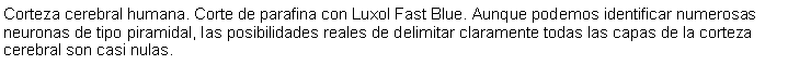 Cuadro de texto: Corteza cerebral humana. Corte de parafina con Luxol Fast Blue. Aunque podemos identificar numerosas neuronas de tipo piramidal, las posibilidades reales de delimitar claramente todas las capas de la corteza cerebral son casi nulas.  