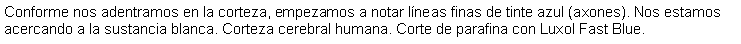Cuadro de texto: Conforme nos adentramos en la corteza, empezamos a notar lneas finas de tinte azul (axones). Nos estamos acercando a la sustancia blanca. Corteza cerebral humana. Corte de parafina con Luxol Fast Blue. 