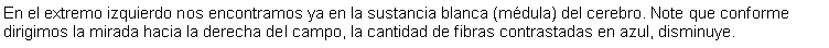 Cuadro de texto: En el extremo izquierdo nos encontramos ya en la sustancia blanca (mdula) del cerebro. Note que conforme dirigimos la mirada hacia la derecha del campo, la cantidad de fibras contrastadas en azul, disminuye.