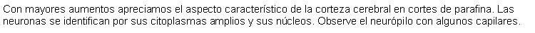 Cuadro de texto: Con mayores aumentos apreciamos el aspecto caracterstico de la corteza cerebral en cortes de parafina. Las neuronas se identifican por sus citoplasmas amplios y sus ncleos. Observe el neurpilo con algunos capilares.