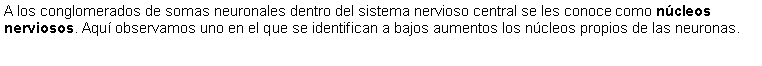 Cuadro de texto: A los conglomerados de somas neuronales dentro del sistema nervioso central se les conoce como ncleos nerviosos. Aqu observamos uno en el que se identifican a bajos aumentos los ncleos propios de las neuronas. 