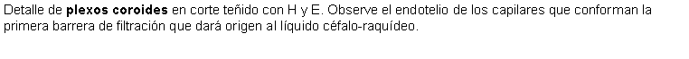 Cuadro de texto: Detalle de plexos coroides en corte teido con H y E. Observe el endotelio de los capilares que conforman la primera barrera de filtracin que dar origen al lquido cfalo-raqudeo.