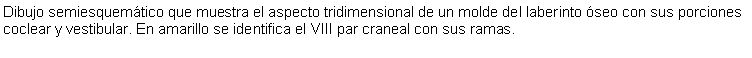 Cuadro de texto: Dibujo semiesquemtico que muestra el aspecto tridimensional de un molde del laberinto seo con sus porciones coclear y vestibular. En amarillo se identifica el VIII par craneal con sus ramas. 