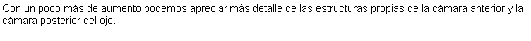 Cuadro de texto: Con un poco ms de aumento podemos apreciar ms detalle de las estructuras propias de la cmara anterior y la cmara posterior del ojo. 