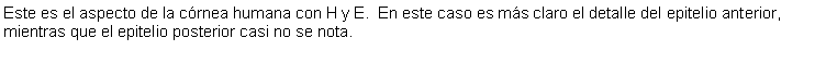 Cuadro de texto: Este es el aspecto de la crnea humana con H y E.  En este caso es ms claro el detalle del epitelio anterior, mientras que el epitelio posterior casi no se nota.