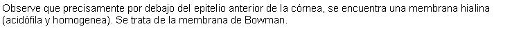 Cuadro de texto: Observe que precisamente por debajo del epitelio anterior de la crnea, se encuentra una membrana hialina (acidfila y homogenea). Se trata de la membrana de Bowman.  