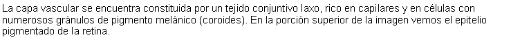 Cuadro de texto: La capa vascular se encuentra constituida por un tejido conjuntivo laxo, rico en capilares y en clulas con numerosos grnulos de pigmento melnico (coroides). En la porcin superior de la imagen vemos el epitelio pigmentado de la retina.