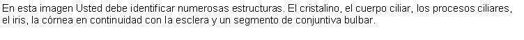 Cuadro de texto: En esta imagen Usted debe identificar numerosas estructuras. El cristalino, el cuerpo ciliar, los procesos ciliares, el iris, la crnea en continuidad con la esclera y un segmento de conjuntiva bulbar.