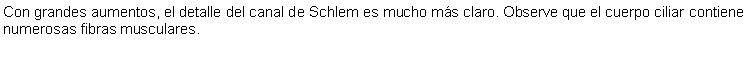 Cuadro de texto: Con grandes aumentos, el detalle del canal de Schlem es mucho ms claro. Observe que el cuerpo ciliar contiene numerosas fibras musculares.