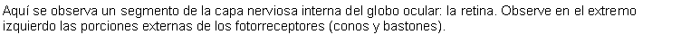 Cuadro de texto: Aqu se observa un segmento de la capa nerviosa interna del globo ocular: la retina. Observe en el extremo izquierdo las porciones externas de los fotorreceptores (conos y bastones). 