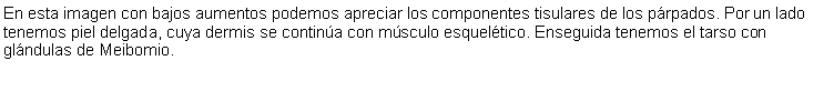 Cuadro de texto: En esta imagen con bajos aumentos podemos apreciar los componentes tisulares de los prpados. Por un lado tenemos piel delgada, cuya dermis se contina con msculo esqueltico. Enseguida tenemos el tarso con glndulas de Meibomio. 