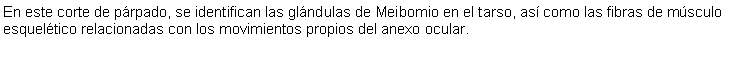 Cuadro de texto: En este corte de prpado, se identifican las glndulas de Meibomio en el tarso, as como las fibras de msculo esqueltico relacionadas con los movimientos propios del anexo ocular.