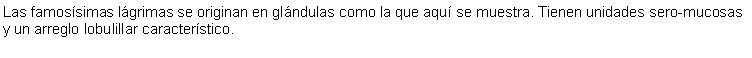 Cuadro de texto: Las famossimas lgrimas se originan en glndulas como la que aqu se muestra. Tienen unidades sero-mucosas y un arreglo lobulillar caracterstico.