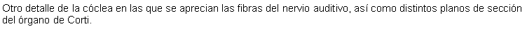 Cuadro de texto: Otro detalle de la cclea en las que se aprecian las fibras del nervio auditivo, as como distintos planos de seccin del rgano de Corti.