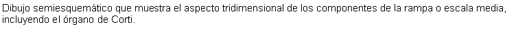 Cuadro de texto: Dibujo semiesquemtico que muestra el aspecto tridimensional de los componentes de la rampa o escala media, incluyendo el rgano de Corti.