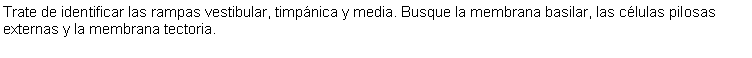 Cuadro de texto: Trate de identificar las rampas vestibular, timpnica y media. Busque la membrana basilar, las clulas pilosas externas y la membrana tectoria. 