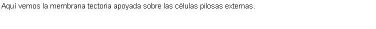 Cuadro de texto: Aqu vemos la membrana tectoria apoyada sobre las clulas pilosas externas.