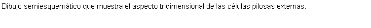 Cuadro de texto: Dibujo semiesquemtico que muestra el aspecto tridimensional de las clulas pilosas externas.