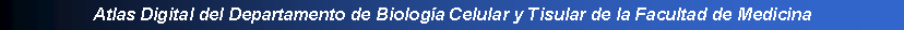 Cuadro de texto: Atlas Digital del Departamento de Biologa Celular y Tisular de la Facultad de Medicina