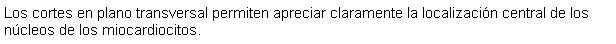 Cuadro de texto: Los cortes en plano transversal permiten apreciar claramente la localizacin central de los ncleos de los miocardiocitos. 