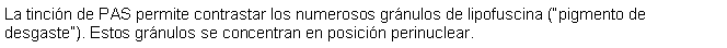 Cuadro de texto: La tincin de PAS permite contrastar los numerosos grnulos de lipofuscina (pigmento de desgaste). Estos grnulos se concentran en posicin perinuclear.