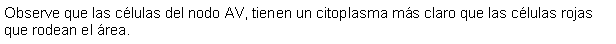 Cuadro de texto: Observe que las clulas del nodo AV, tienen un citoplasma ms claro que las clulas rojas que rodean el rea.