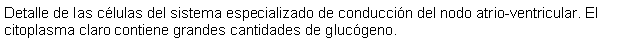 Cuadro de texto: Detalle de las clulas del sistema especializado de conduccin del nodo atrio-ventricular. El citoplasma claro contiene grandes cantidades de glucgeno.