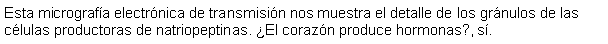 Cuadro de texto: Esta micrografa electrnica de transmisin nos muestra el detalle de los grnulos de las clulas productoras de natriopeptinas. El corazn produce hormonas?, s. 