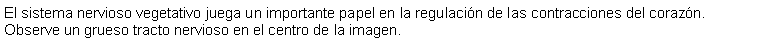 Cuadro de texto: El sistema nervioso vegetativo juega un importante papel en la regulacin de las contracciones del corazn. Observe un grueso tracto nervioso en el centro de la imagen. 