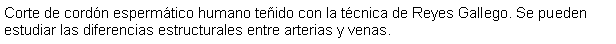 Cuadro de texto: Corte de cordn espermtico humano teido con la tcnica de Reyes Gallego. Se pueden estudiar las diferencias estructurales entre arterias y venas.