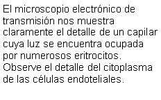 Cuadro de texto: El microscopio electrnico de transmisin nos muestra claramente el detalle de un capilar cuya luz se encuentra ocupada por numerosos eritrocitos. Observe el detalle del citoplasma de las clulas endoteliales.