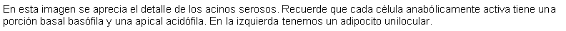 Cuadro de texto: En esta imagen se aprecia el detalle de los acinos serosos. Recuerde que cada clula anablicamente activa tiene una porcin basal basfila y una apical acidfila. En la izquierda tenemos un adipocito unilocular.