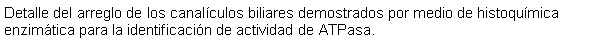 Cuadro de texto: Detalle del arreglo de los canalculos biliares demostrados por medio de histoqumica enzimtica para la identificacin de actividad de ATPasa.