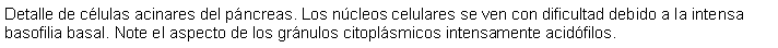 Cuadro de texto: Detalle de clulas acinares del pncreas. Los ncleos celulares se ven con dificultad debido a la intensa basofilia basal. Note el aspecto de los grnulos citoplsmicos intensamente acidfilos.