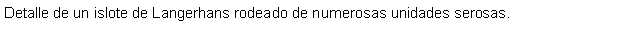 Cuadro de texto: Detalle de un islote de Langerhans rodeado de numerosas unidades serosas.