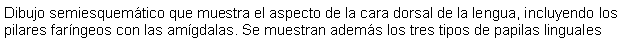 Cuadro de texto: Dibujo semiesquemtico que muestra el aspecto de la cara dorsal de la lengua, incluyendo los pilares farngeos con las amgdalas. Se muestran adems los tres tipos de papilas linguales 