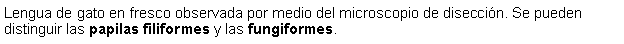 Cuadro de texto: Lengua de gato en fresco observada por medio del microscopio de diseccin. Se pueden distinguir las papilas filiformes y las fungiformes.