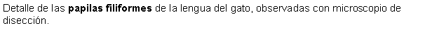 Cuadro de texto: Detalle de las papilas filiformes de la lengua del gato, observadas con microscopio de diseccin.