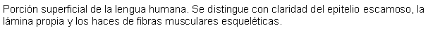 Cuadro de texto: Porcin superficial de la lengua humana. Se distingue con claridad del epitelio escamoso, la lmina propia y los haces de fibras musculares esquelticas.