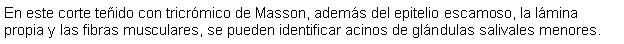 Cuadro de texto: En este corte teido con tricrmico de Masson, adems del epitelio escamoso, la lmina propia y las fibras musculares, se pueden identificar acinos de glndulas salivales menores.