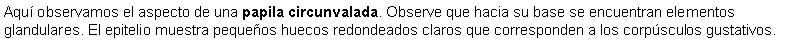 Cuadro de texto: Aqu observamos el aspecto de una papila circunvalada. Observe que hacia su base se encuentran elementos glandulares. El epitelio muestra pequeos huecos redondeados claros que corresponden a los corpsculos gustativos.