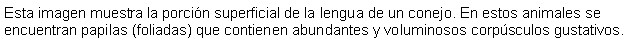 Cuadro de texto: Esta imagen muestra la porcin superficial de la lengua de un conejo. En estos animales se encuentran papilas (foliadas) que contienen abundantes y voluminosos corpsculos gustativos.