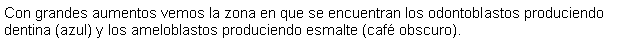 Cuadro de texto: Con grandes aumentos vemos la zona en que se encuentran los odontoblastos produciendo dentina (azul) y los ameloblastos produciendo esmalte (caf obscuro).