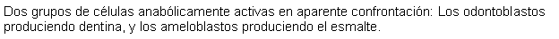 Cuadro de texto: Dos grupos de clulas anablicamente activas en aparente confrontacin: Los odontoblastos produciendo dentina, y los ameloblastos produciendo el esmalte.