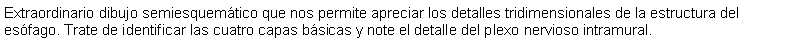 Cuadro de texto: Extraordinario dibujo semiesquemtico que nos permite apreciar los detalles tridimensionales de la estructura del esfago. Trate de identificar las cuatro capas bsicas y note el detalle del plexo nervioso intramural. 